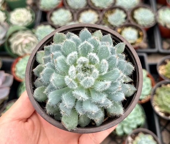 Echeveria Setosa Mexican Firecracker, Exotic Succulent, Fuzzy