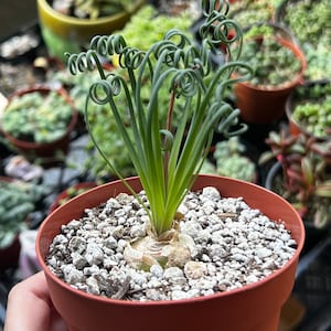 May include: A small potted plant with curly green leaves. The plant is in a terracotta pot with white gravel.