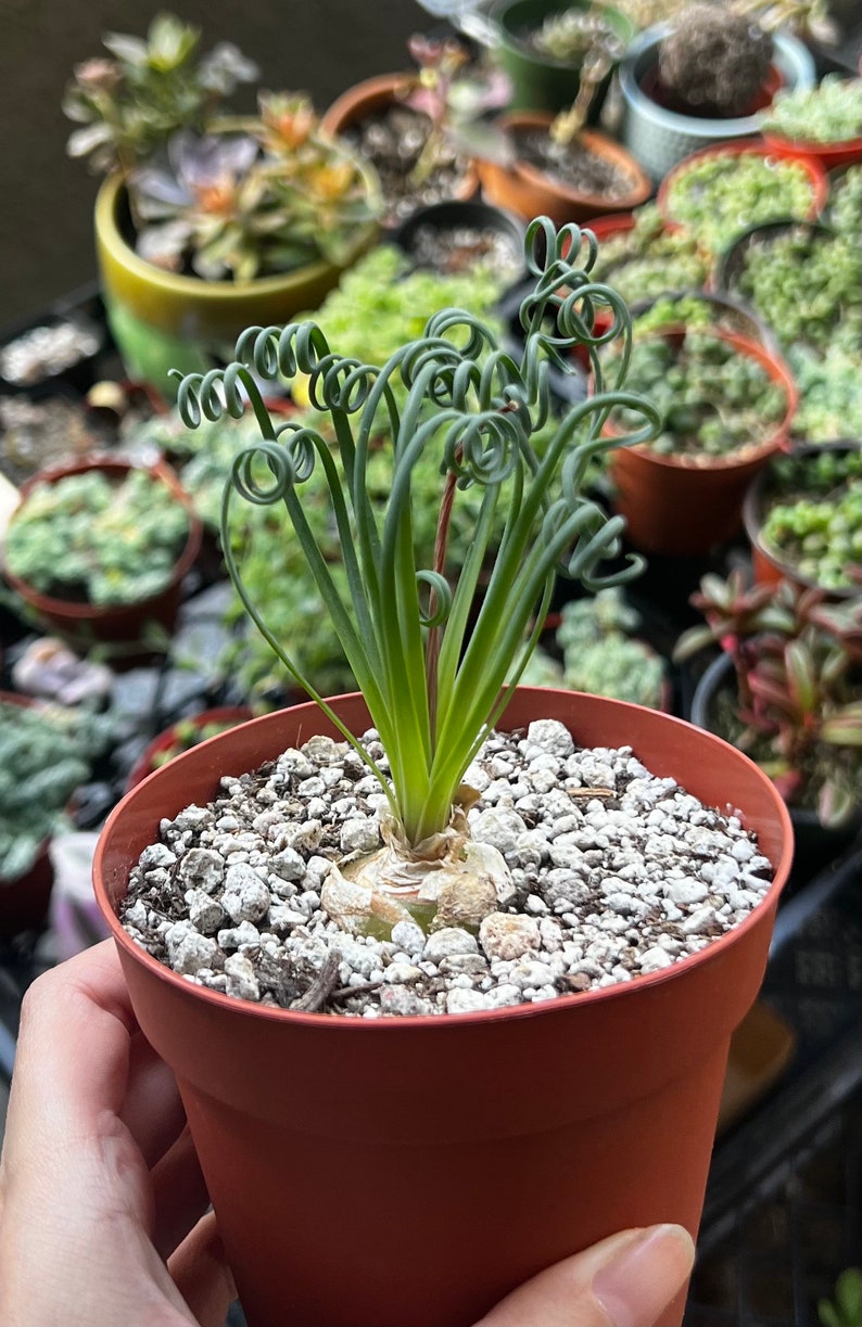 May include: A small potted plant with curly green leaves. The plant is in a terracotta pot with white gravel.