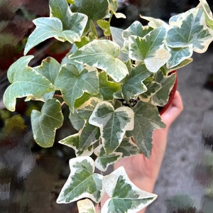 Glacier English Ivy, Trailing Plant, Climbing Plant, Easy Care House Plant in 4'' pot image 2
