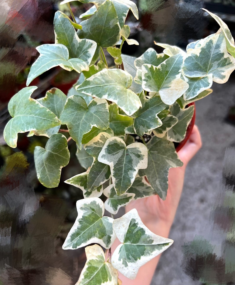 Glacier English Ivy, Trailing Plant, Climbing Plant, Easy Care House Plant in 4'' pot image 2
