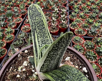 Gasteria Little Warty, Rare Succulent, Live Plant in 4'' pot