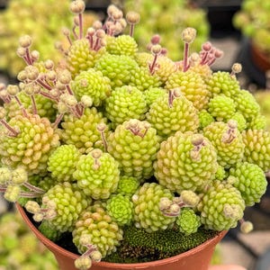 May include: A close-up of a potted succulent plant with vibrant green, spherical clusters. The plant has small, rounded leaves and delicate, pinkish-brown flower stalks. The pot is a terracotta color.