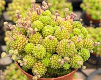Monanthes Polyphylla, Miniature Succulent, Rare Plant in 3" pot