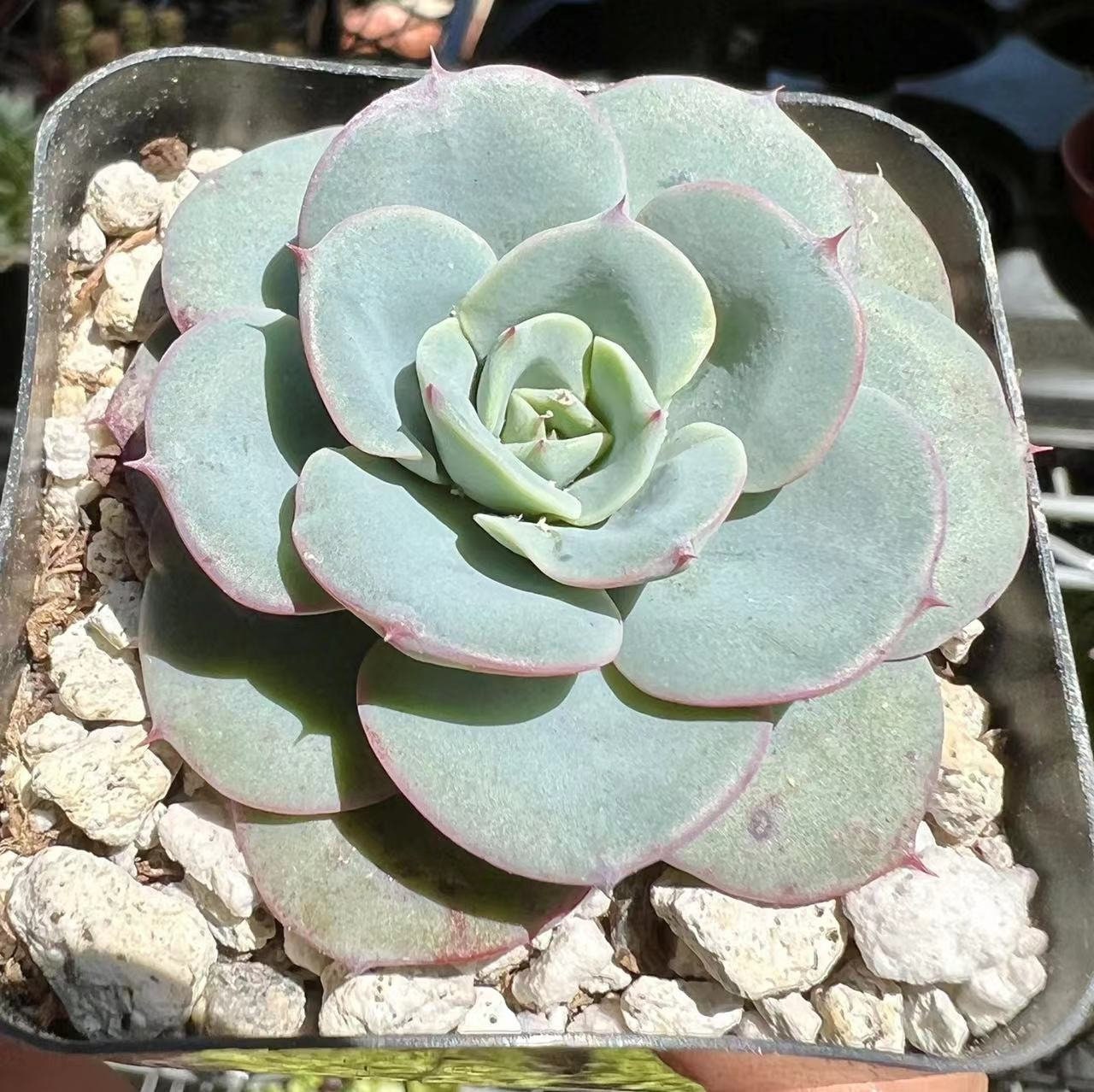 パンツ echeveria Echeveria Succulent Cutting in 4