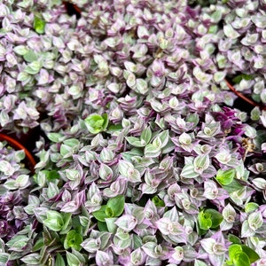 May include: A close-up of a group of small, leafy plants with green and purple leaves. The leaves are arranged in a dense, overlapping pattern, creating a textured surface.