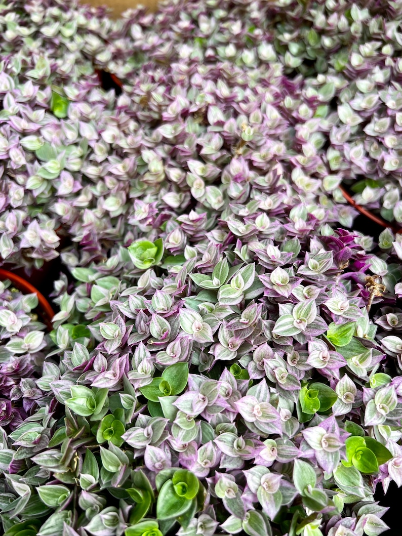 May include: A close-up of a group of small, leafy plants with green and purple leaves. The leaves are arranged in a dense, overlapping pattern, creating a textured surface.