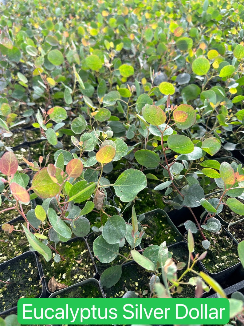 Parvifolia Eucalyptus, Live Evergreen Tree, Unique Plant, Baby Tree, Live Plant in 2.5'' pot Silver Dollar 2.5"