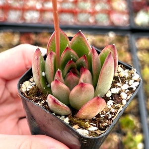 Echeveria Agavoides Christmas, Rooted Succulent, Cute Plant in 2'' pot