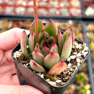 Echeveria Agavoides Christmas, Rooted Succulent, Cute Plant in 2'' pot