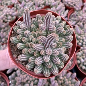 Peanut Cactus Clusters, Minimalist Cactus, Potted Live Succulent in 2&#39;&#39;, 4&#39;&#39;, 6&quot; pot