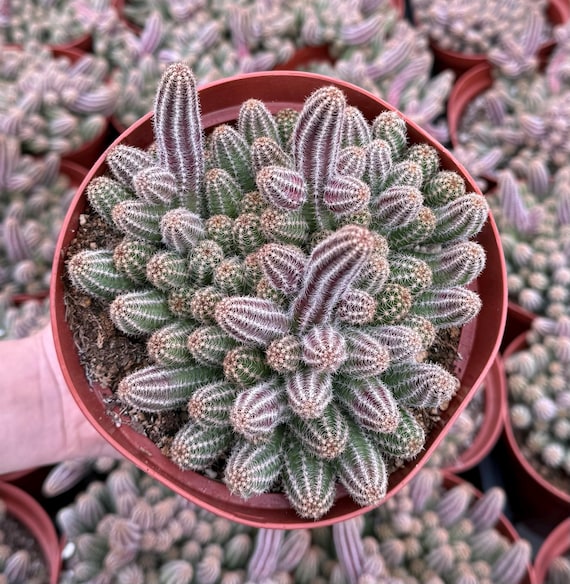 Peanut Cactus Clusters, Minimalist Cactus, Potted Live Succulent in 2'',  4'', 6" pot - Etsy.de