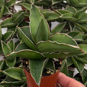 May include: Close-up of a Sansevieria plant in a small brown pot. The plant features thick, green leaves with white and red edges. The leaves are arranged in a rosette pattern. Other similar plants are visible in the background.