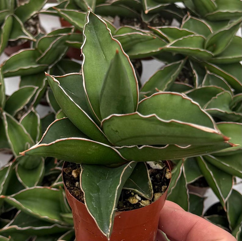 May include: Close-up of a Sansevieria plant in a small brown pot. The plant features thick, green leaves with white and red edges. The leaves are arranged in a rosette pattern. Other similar plants are visible in the background.