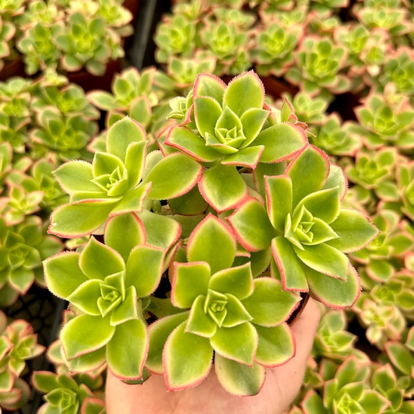 Aeonium Kiwi, Rosette Succulents with Pups, Easy Care Plant in 2", 4", 6" pot