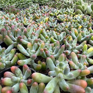 Jelly Beans, Sedum Pachyphyllum Rose, Live Succulent In 2, 4'' Pot image 6