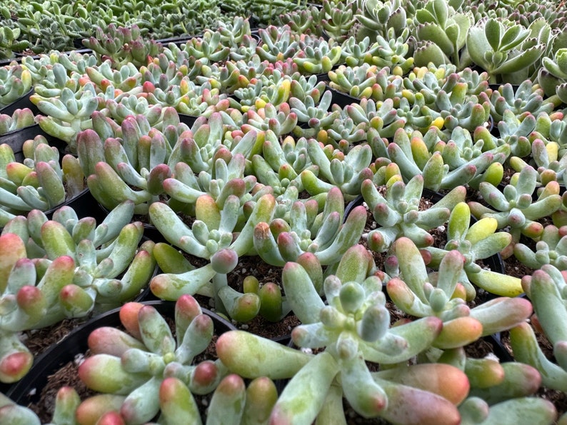 Jelly Beans, Sedum Pachyphyllum Rose, Live Succulent In 2, 4'' Pot image 6