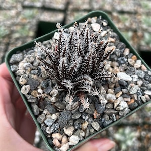 Black Haworthia Aloe Haworthioides, Rare Succulent in 2" pot, 3.5" pot