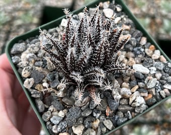 Black Haworthia Aloe Haworthioides, Rare Succulent in 2" pot, 3.5" pot