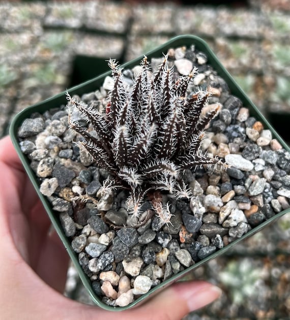 Black Haworthia Aloe Haworthioides, Rare Succulent in 2" Pot, 3.5" Pot -  Etsy Hong Kong
