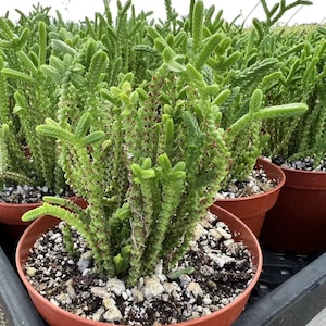 Giant Watch Chain, Princess Pine, Live Potted Succulent in 4 pot image 2