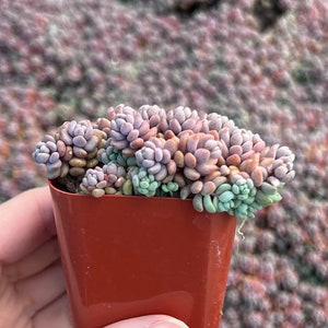 Sedum Dasyphyllum, Sedum Minor, Small Succulent, Live Plant in 2'', 4'', 6 pot image 10