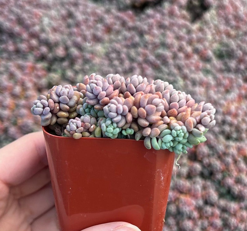 Sedum Dasyphyllum, Sedum Minor, Small Succulent, Live Plant in 2'', 4'', 6 pot image 10