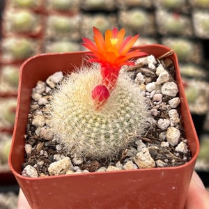 Red Crown Cactus, Fire Crown Cactus, Rebutia Minuscula, Blooming Cactus, Live Plant in 2.5'' pot image 1