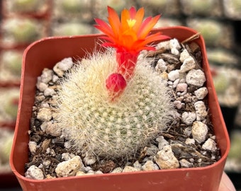 Red Crown Cactus, Fire Crown Cactus, Rebutia Minuscula, Blooming Cactus, Live Plant in 2.5'' pot