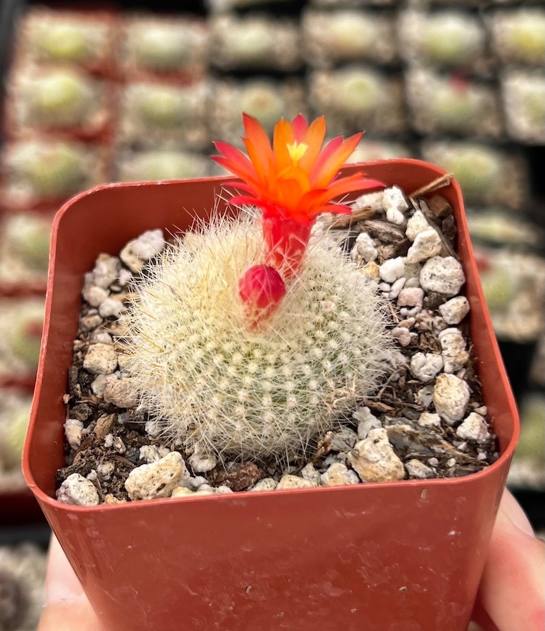 Red Crown Cactus, Fire Crown Cactus, Rebutia Minuscula, Blooming Cactus, Live Plant in 2.5'' pot image 1