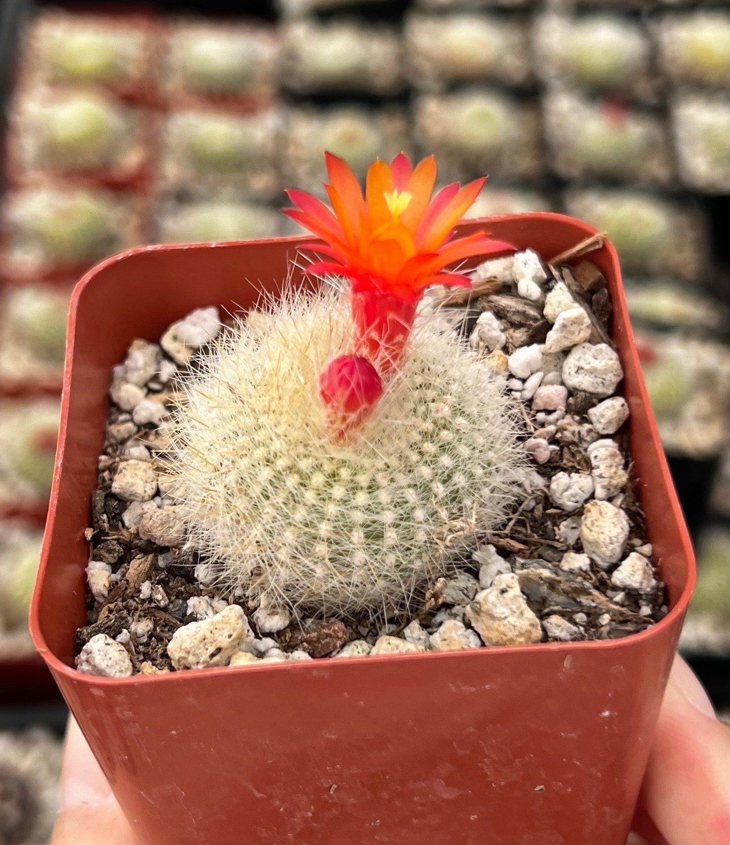 Red Crown Cactus, Fire Crown Cactus, Rebutia Minuscula, Blooming Cactus, Live Plant in 2.5'' pot