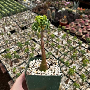May include: A small potted succulent plant with a thick, brown stem and a cluster of green, ruffled leaves. The plant is in a square, dark green pot filled with small white stones. The background shows a greenhouse with many other potted plants.