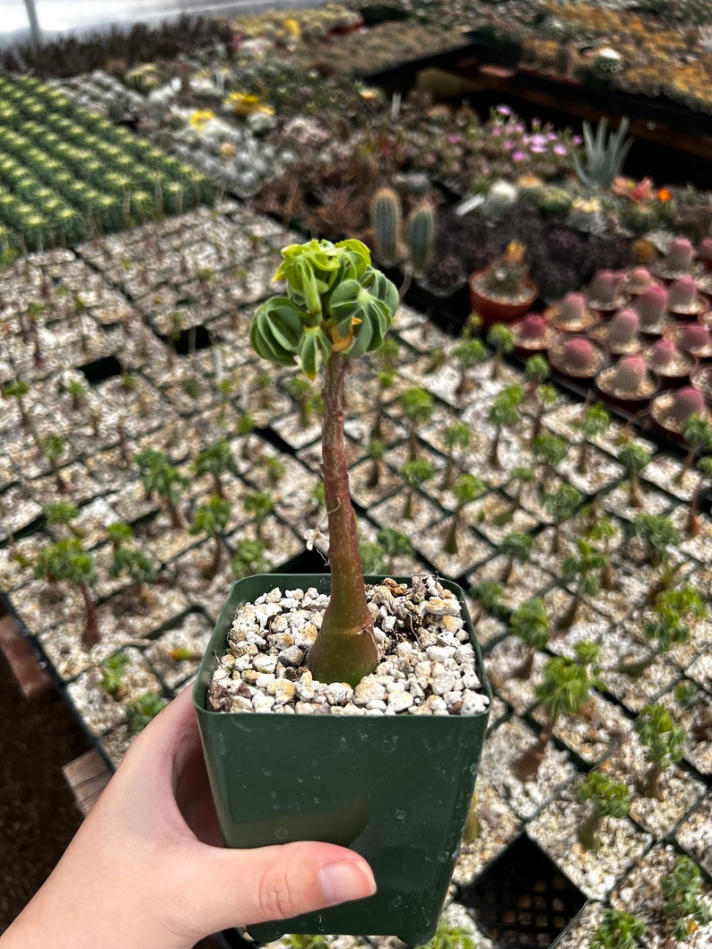 May include: A small potted succulent plant with a thick, brown stem and a cluster of green, ruffled leaves. The plant is in a square, dark green pot filled with small white stones. The background shows a greenhouse with many other potted plants.