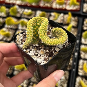 Golden Wavy Cactus, Swirl Cactus, Opuntia Microdasys Monstrosus, Small Succulent, Live Plant in 2.5&#39;&#39; pot