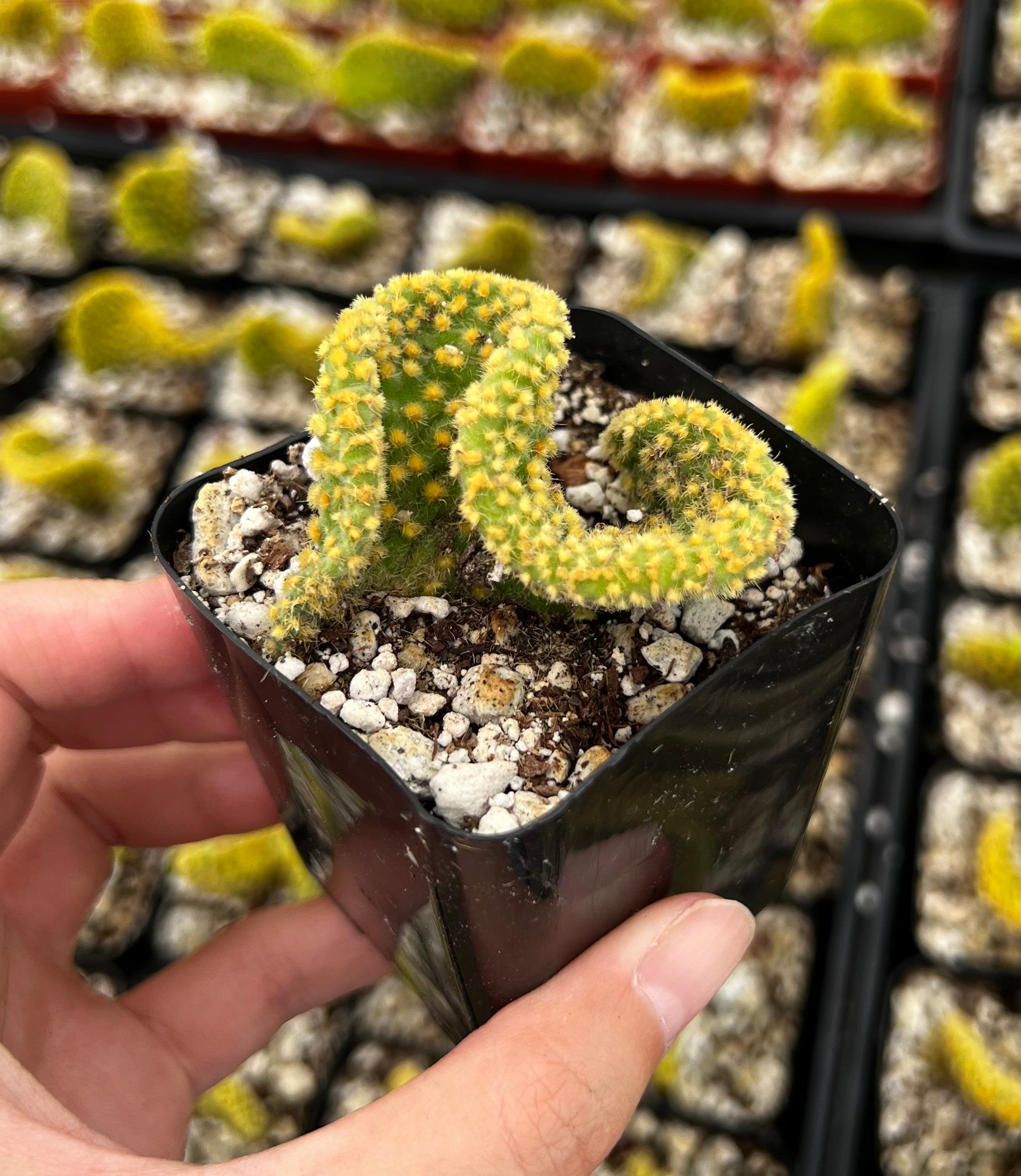 Golden Wavy Cactus, Swirl Cactus, Opuntia Microdasys Monstrosus, Small Succulent, Live Plant in 2.5'' pot