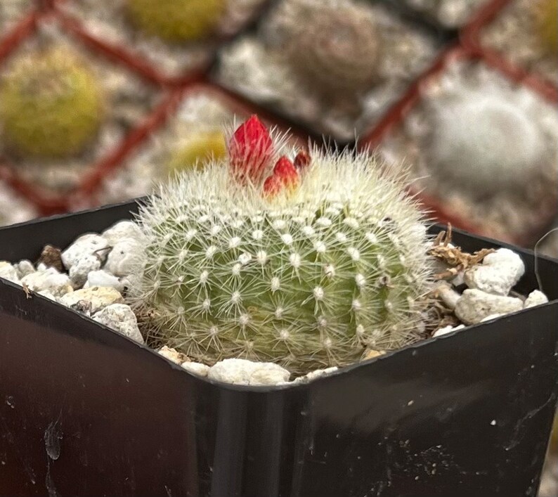 Red Crown Cactus, Fire Crown Cactus, Rebutia Minuscula, Blooming Cactus, Live Plant in 2.5'' pot image 9