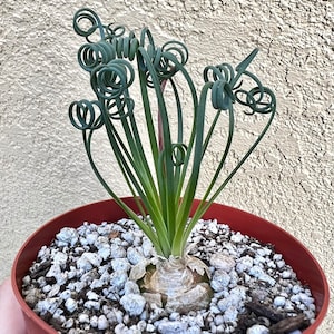 Albuca Spiralis, Frizzle Sizzle, tire-bouchon Albuca, succulente exotique rare, mini plante, herbe frisée en pot de 4 po, 6 po 4"