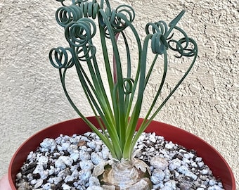 Albuca Spiralis, Frizzle Sizzle, Corkscrew Albuca, Exotic Rare Succulent, Mini Plant, Curly Grass in 4'', 6" pot