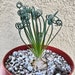 see more listings in the Succulents section