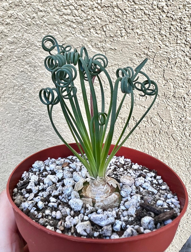 May include: A green succulent plant with long, curly leaves growing in a terracotta pot filled with white gravel.