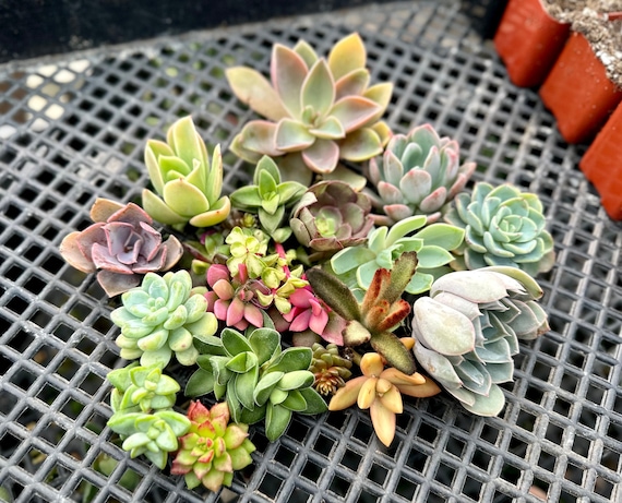 Succulent Cuttings Colorful Succulent Plants No Root - Etsy