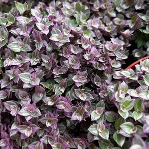 Callisia Repens, Pink Lady Plant, Pink Panther, Creeping Inch Plant, Turtle Vine, Pink Tradescantia, Cute Plant in 2, 4, 6 pot image 3