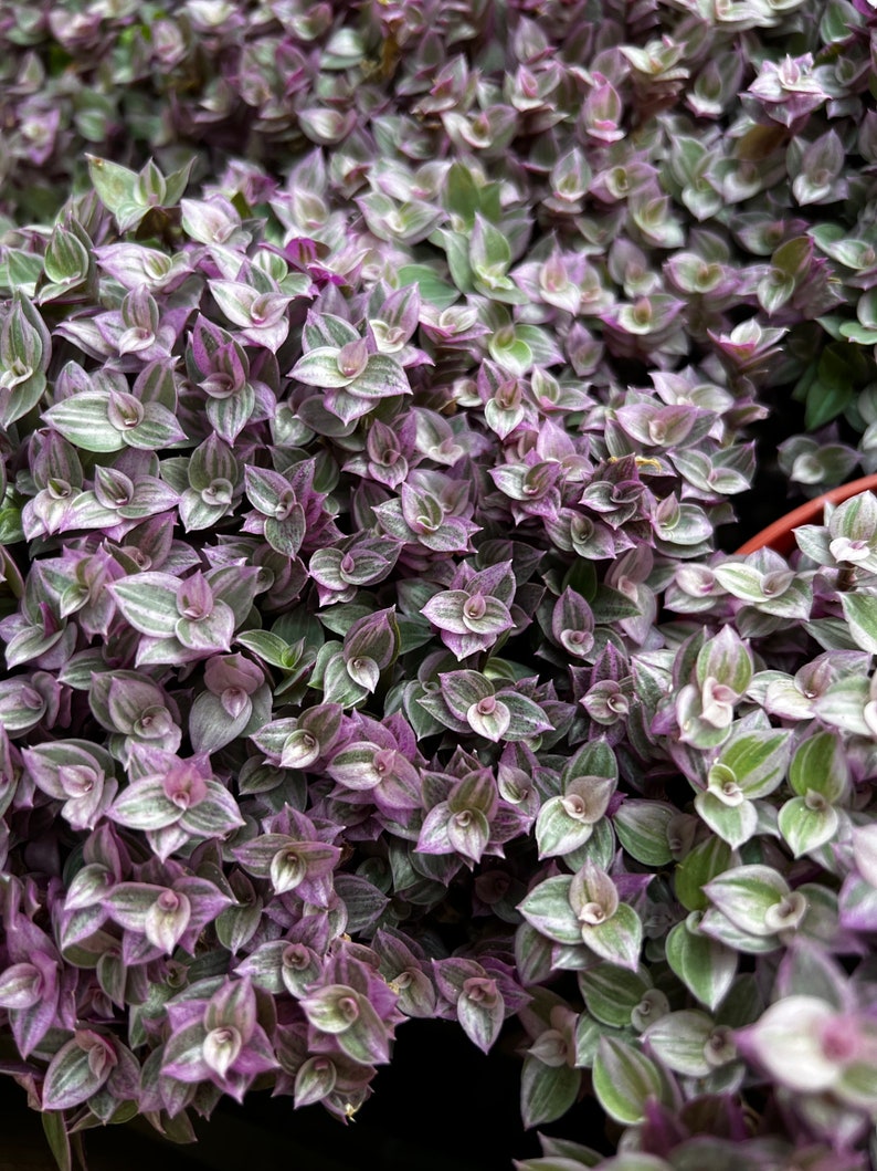 May include: A close-up of a vibrant purple and green plant with small, pointed leaves. The leaves have a silvery sheen and are arranged in a dense, overlapping pattern.