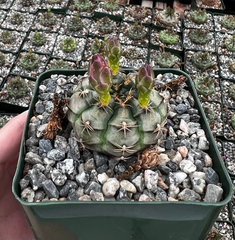 Gymnocalycium Rotundulum Cactus, Pink Cactus, Rare Cactus, Live Plant in 3.5 pot image 5