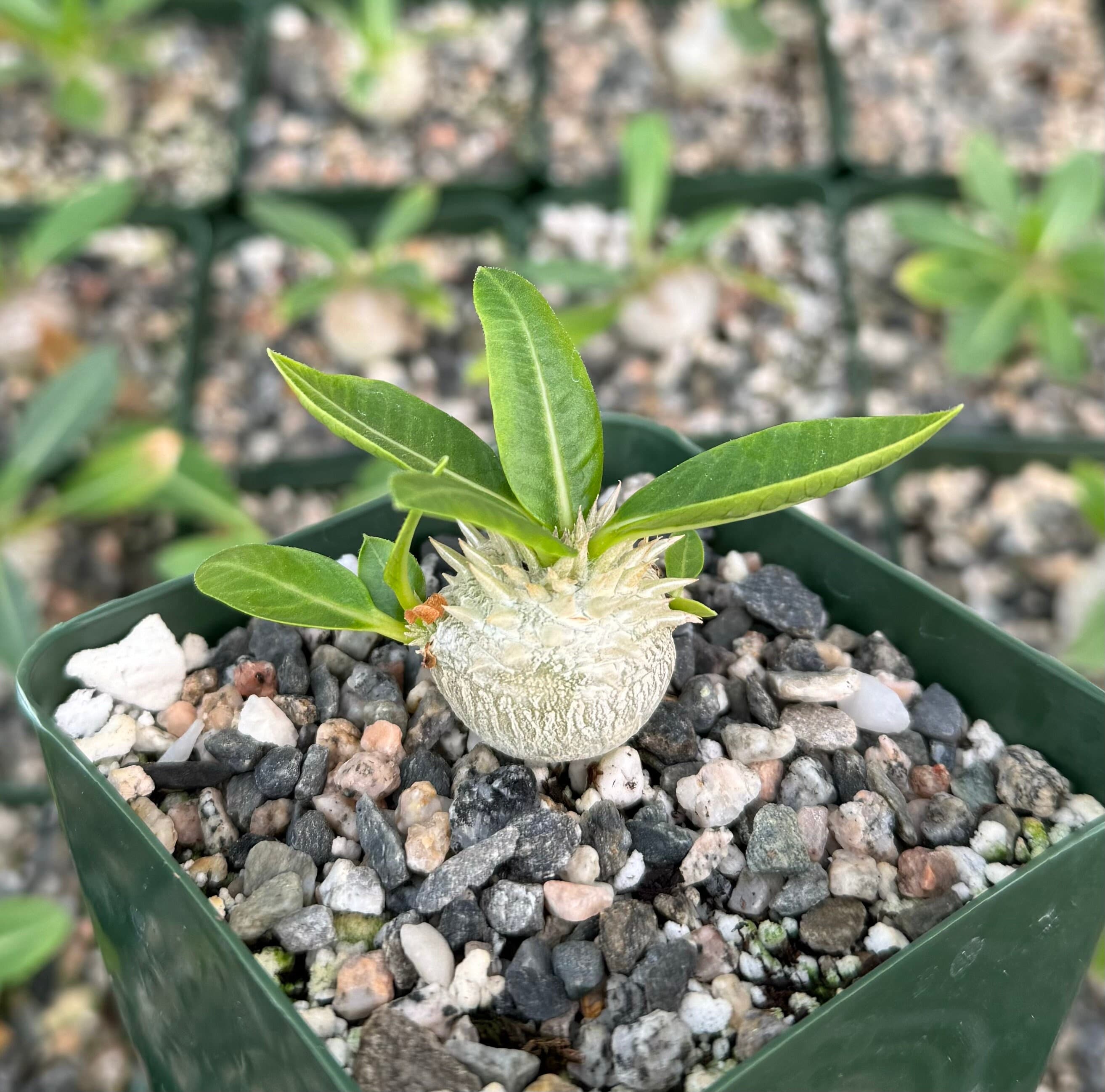Brevicaule, Rare Succulent, Caudex Plant in 3" pot