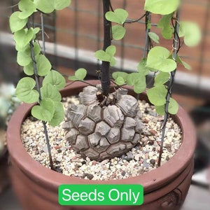 May include: A close-up of a brown pot with a unique, textured, gray plant growing inside. The plant has a round, bulbous shape with a textured surface. The pot is surrounded by small, white rocks. The text "Seeds Only" is printed on the bottom of the image.