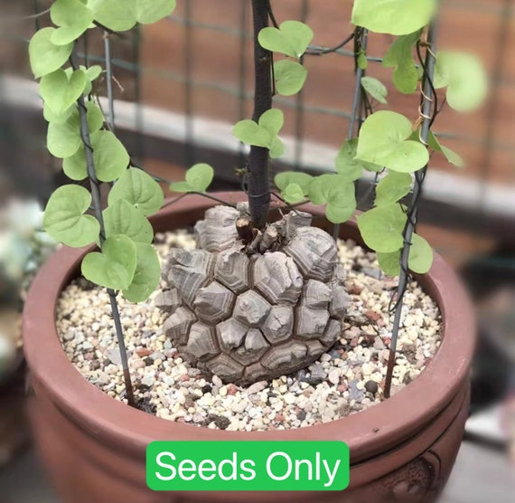 Dioscorea Elephantipes Seeds, Elephant's Foot, Exotic Plant, Rare