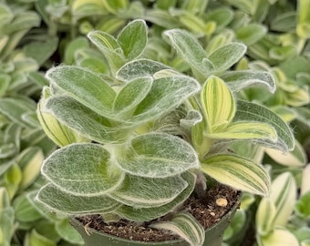 White Velvet, Cobweb Spiderwort, Pistachio, Tradescantia Sillamontana Variegata in 4" pot