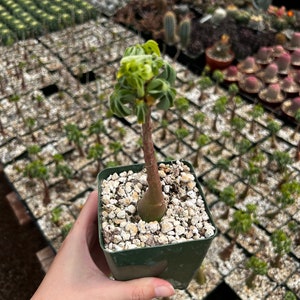 May include: A small potted succulent plant with a thick, brown stem and a cluster of green, ruffled leaves at the top. The plant is in a square, dark green pot filled with small, white pebbles. Other plants are in the background.