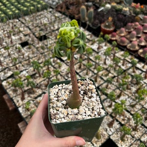 Adenia Glauca, Suculenta rara, Planta de interior única, Planta trepadora en maceta de 3, 3,5, 6 imagen 5